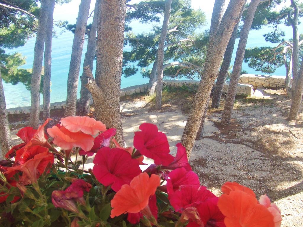 Apartment Jelas Živogošće Δωμάτιο φωτογραφία